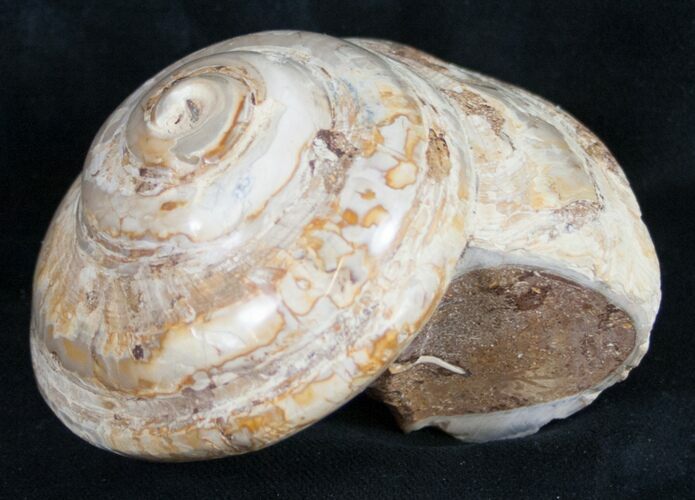 Giant Fossil Snail (Pleurotomaria) - Madagascar #9540
